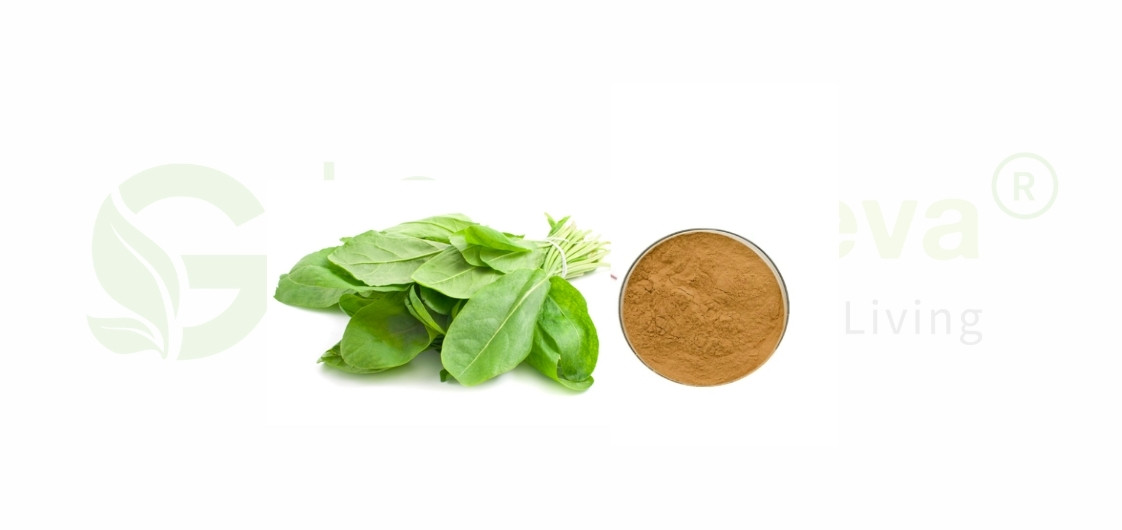 Rumex Acetosa Root Extract 